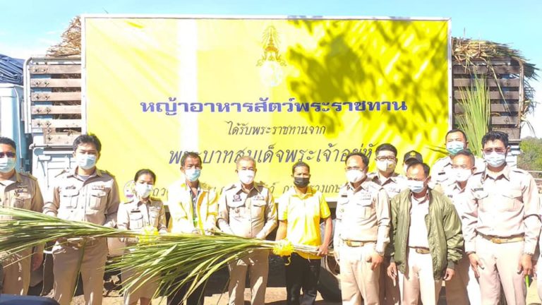 ในหลวงมอบหญ้าอาหารสัตว์พระราชทานบรรเทาความเดือดร้อนของชาวช้างสุรินทร์