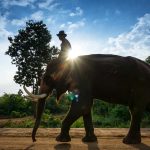 องค์การสวนสัตว์ฯ ชวนร่วมกิจกรรมวันช้างไทย 13 มีนาคม ที่ สวนสัตว์ทั่วประเทศสร้างความตระหนัก ร่วมอนุรักษ์  สืบสาน ต่อยอด รักษา ช้างไทย