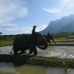 แห่ชม”ช้างไถนา” หยุดยาวเที่ยวธรรมชาติคึกคัก