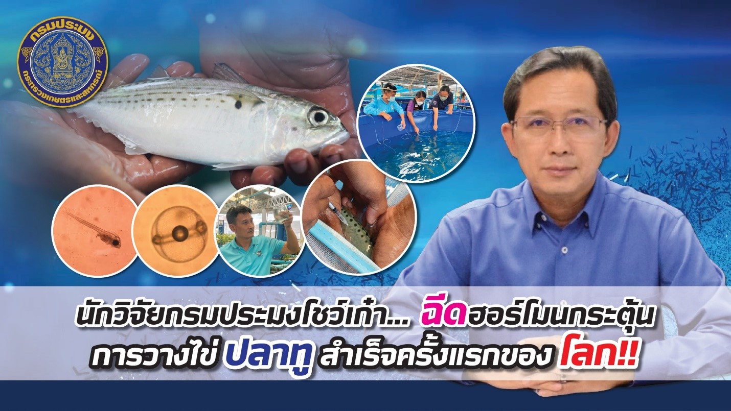 นักวิจัยกรมประมงโชว์…ฉีดฮอร์โมนกระตุ้นการวางไข่ปลาทูสำเร็จครั้งแรกของโลก !! กระตุ้นการตกไข่ปลาทูไม่ต้องรอลุ้นฤดูวางไข่ปีละครั้ง