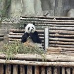 สวนสัตว์เชียงใหม่ เปิดผลชันสูตร ‘หลินฮุ่ย’ ตายเพราะชรา เผยต้นเหตุเลือดกำเดาไหล