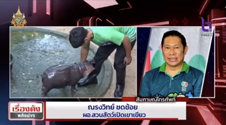 “หมูเด้ง”ฟีเวอร์ดังทะลุเขาเขียว